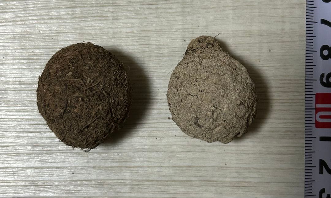 標本 タマオシコガネの玉　フンコロガシ　ダイコクコガネ